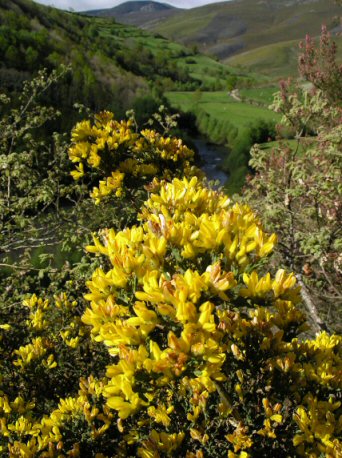 Carqueixa. Chandrexa de Queixa.