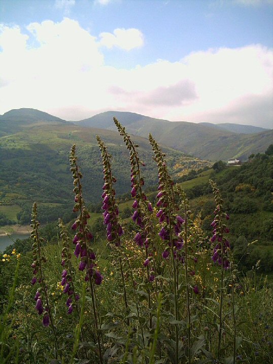 Estralotes con fondo o pobo de Casteleiria en Chandrexa de Queixa. Ro Navea.