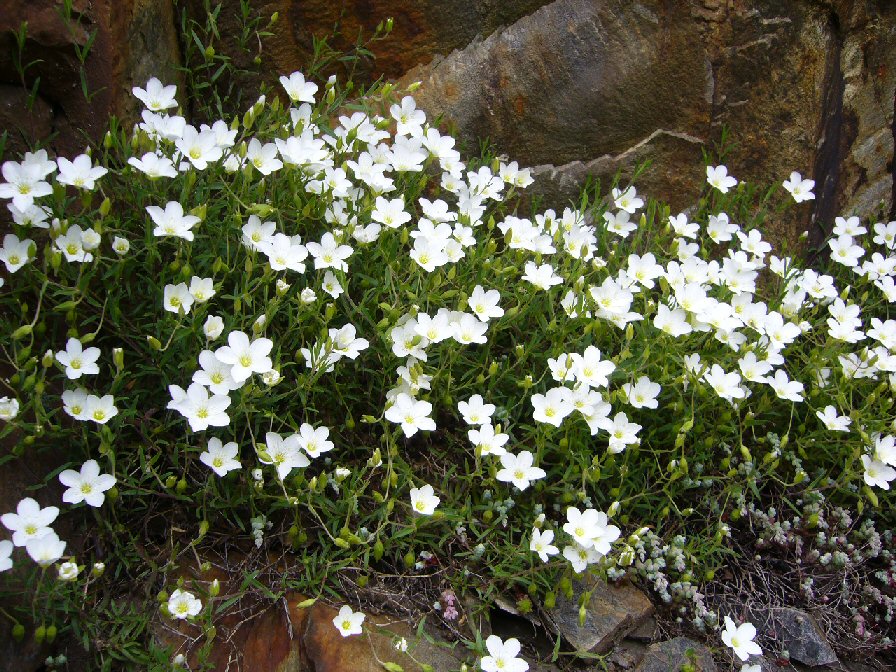 Carqueixa de umbela.