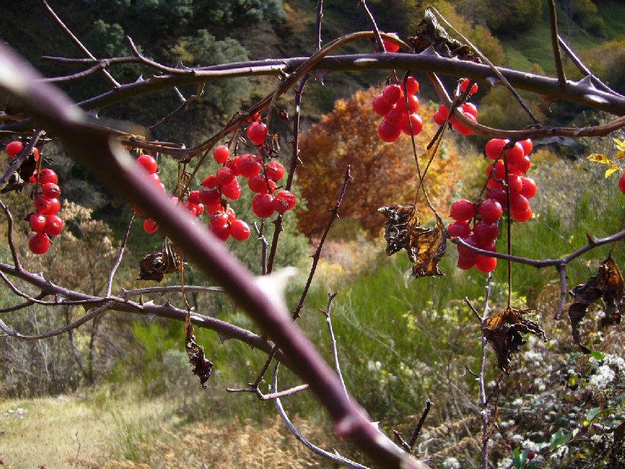 Escaramuxo. Rosa brava. Devesa da Rogueira. Courel. Lugo