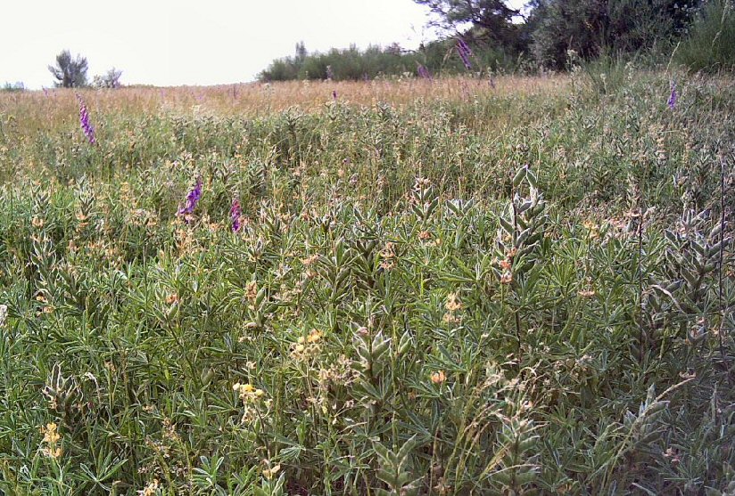 Faba Loba con herbas e algn estralote. Serra de Calvos. Rubin. Lugo