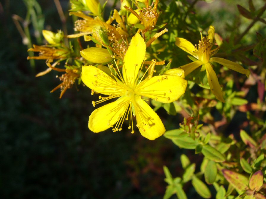 Herba de San Xoan.