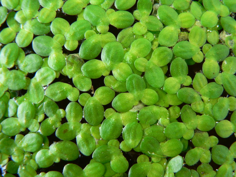 Lentella de auga.