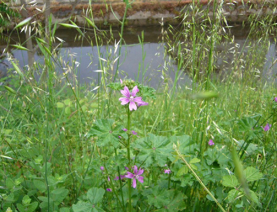 Violeta