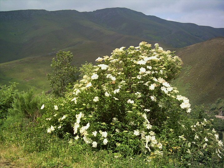 Sabugueiro