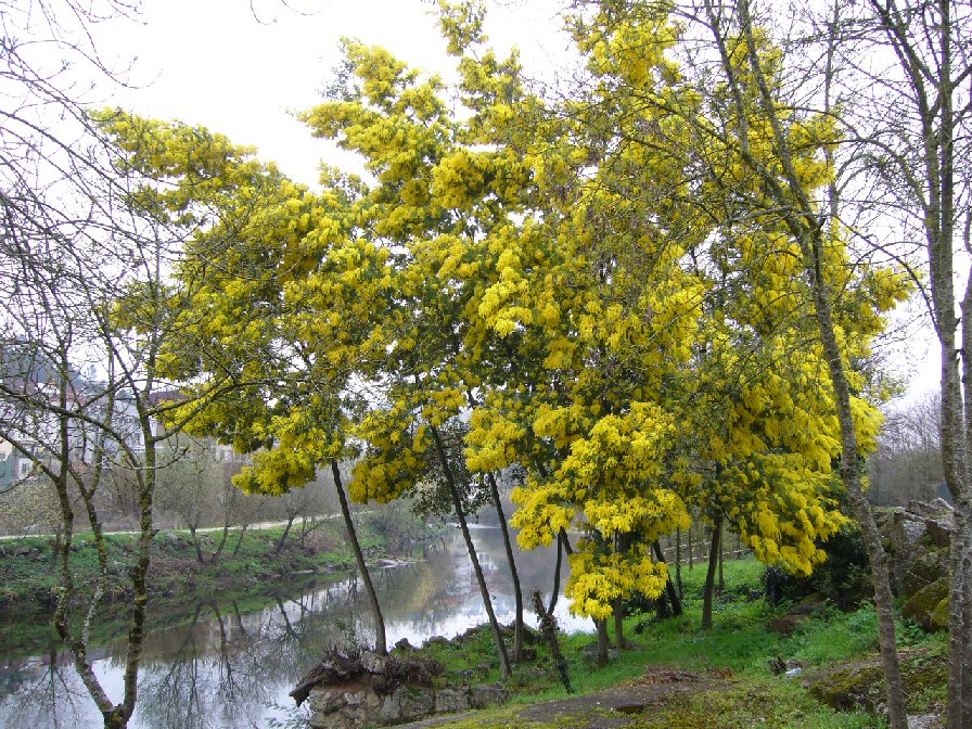 Mimosa. Unha invasora...