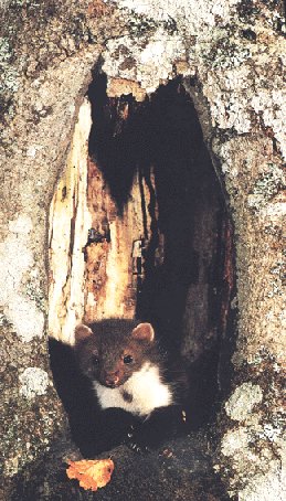 Fotografía sensacional de Antonio Vázquez. Fauna salvaje de Asturias.