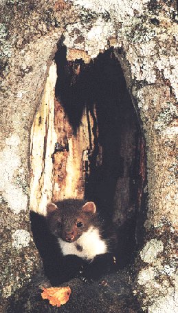 Fotografa sensacional de  Antonio Vzquez. Fauna salvaje de Asturias.