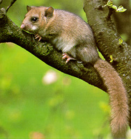 O Leir n Rabudo Glis Glis A Vida Nos R os Galegos O Leir n Rabudo Glis Glis A Vida Nos R os Galegos