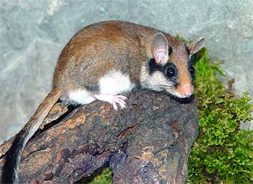 O Leir n Rabudo Glis Glis A Vida Nos R os Galegos O Leir n Rabudo Glis Glis A Vida Nos R os Galegos