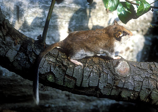 O Leir n Rabudo Glis Glis A Vida Nos R os Galegos O Leir n Rabudo Glis Glis A Vida Nos R os Galegos
