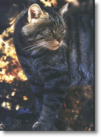 Fotografía de J.F. Migorance. Revista La Tierra mes de Xulio do 2001.