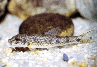 Fotografía de F. Gómez Caruana. Libro de peixes de España. xulio 2001.