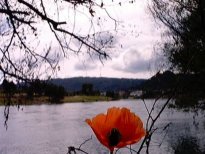 Mapoula no río Miño. Un flor delicada.