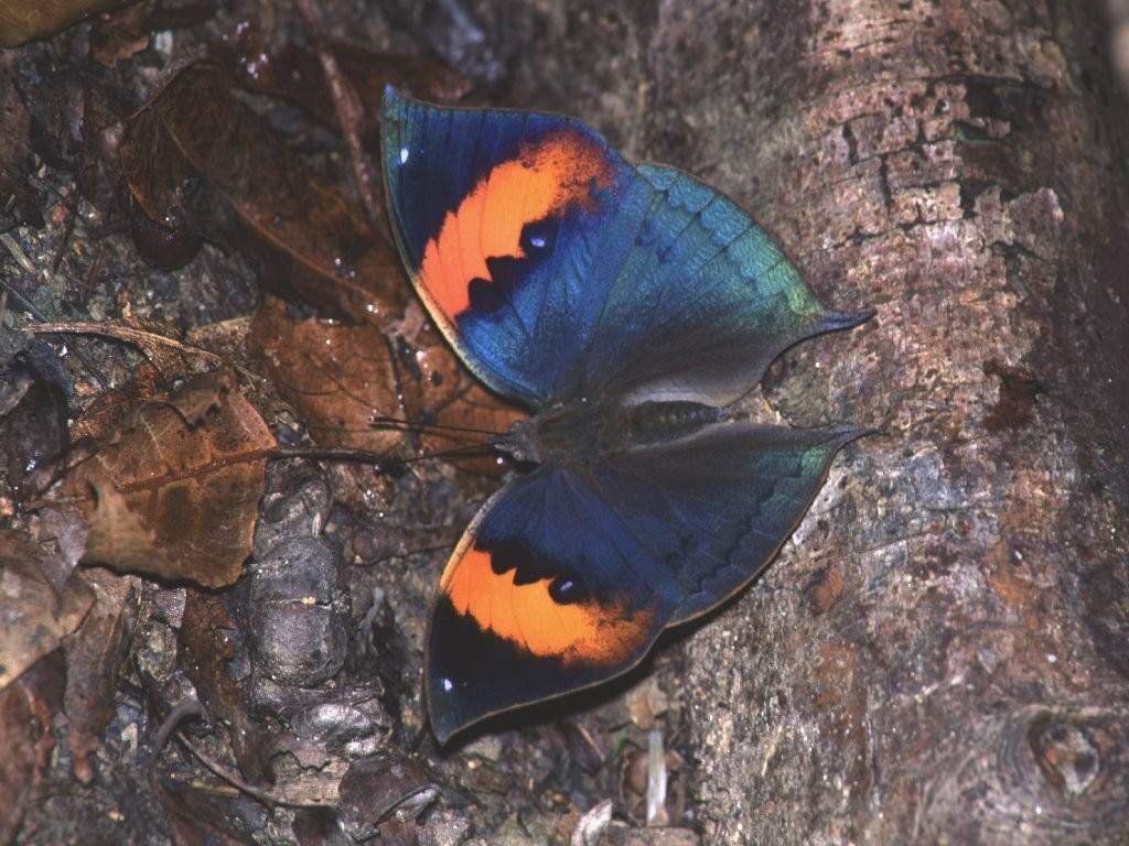 Kallina Inachus. Fotografia de Shuichi Haupt. Tampouco aparace en Galicia.