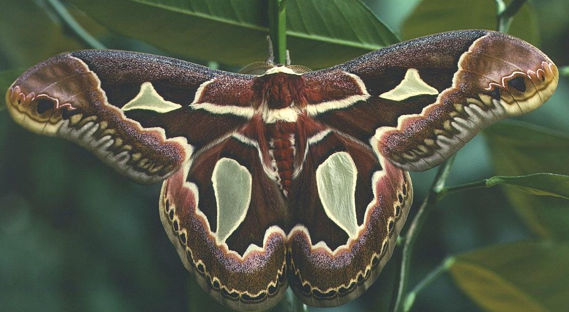 Rothschildia Jacobaeae . Tampoco hai en Galicia