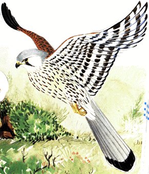 Dibuxo sensacional dun libriño que se titula aprendendo coas aves. Un libro sensacional.