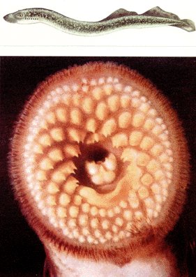 Esta fotografía e moita da información está sacada do libro "Peces de Agua Dulce".