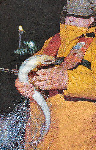 Pescador de lampreas (Antoio Piña) no baixo Miño. Fotografía de Gustavo Santos.