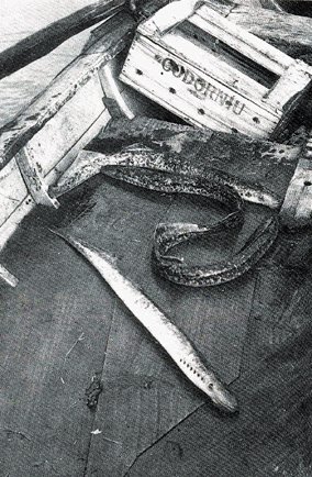Fotografía Eliseo Alonso. Libro "Pescadores del río Miño".