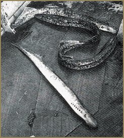 Sacada del libro "Pescadores del Miño" de Eliseo Alonso.