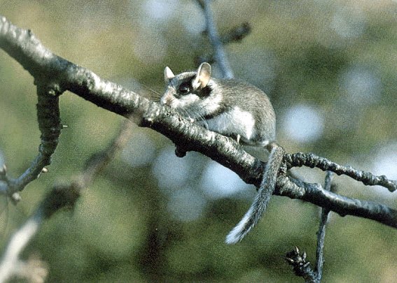 O Leir n Rabudo Glis Glis A Vida Nos R os Galegos O Leir n Rabudo Glis Glis A Vida Nos R os Galegos