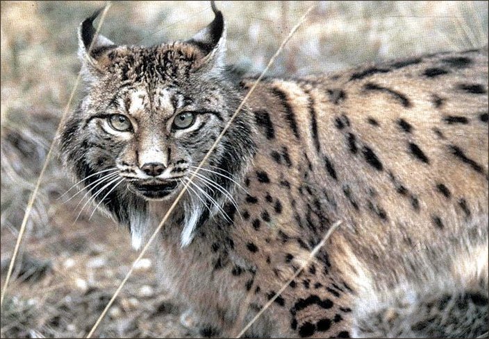 Xa nos gustara ter linces  en Galicia. Descoezo o autor da fotografa.