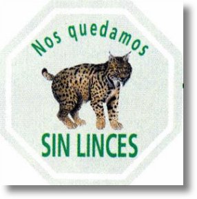 Dibuxo do lince, logotipo dunha campaa. Juan Manuel Delgado  o autor do dibuxo.