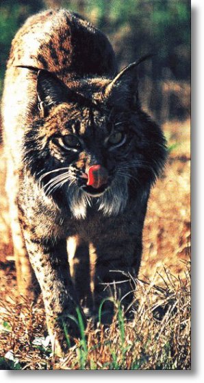 Fotografa da revista Natura. Mayo 2001.