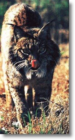 Fotografa sensacional da revista Natura. maio 2001.