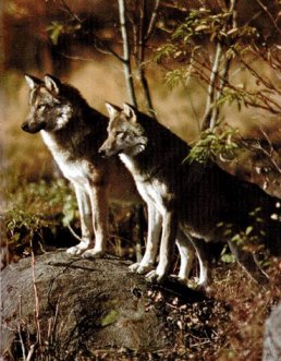 Os lobos son os amos do bosque de Galicia.