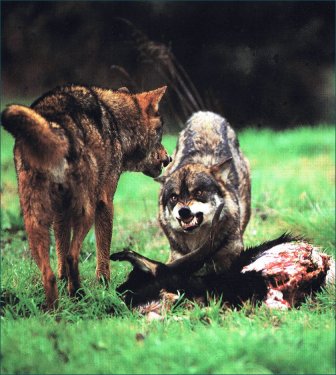 Antonio Vzquez. Fauna salvaxe de Asturias. Sensacional libro.