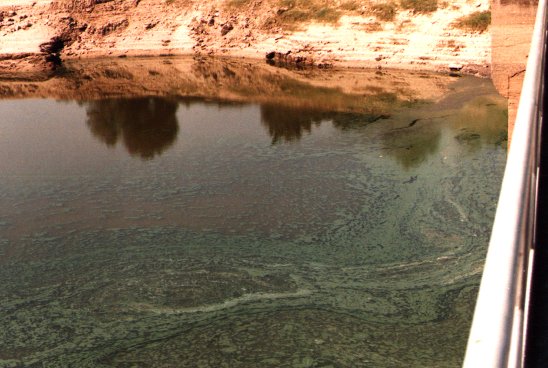 O ro Lonia, outro peligro. Fotografa do da 08-08-1998. Eutrofizado.