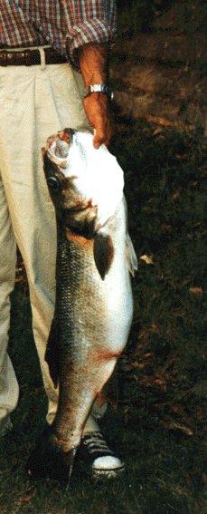 Fotografa de Oscar Villn. Cortada por non pedirlle permiso. Un gran amigo e colega de pesca.