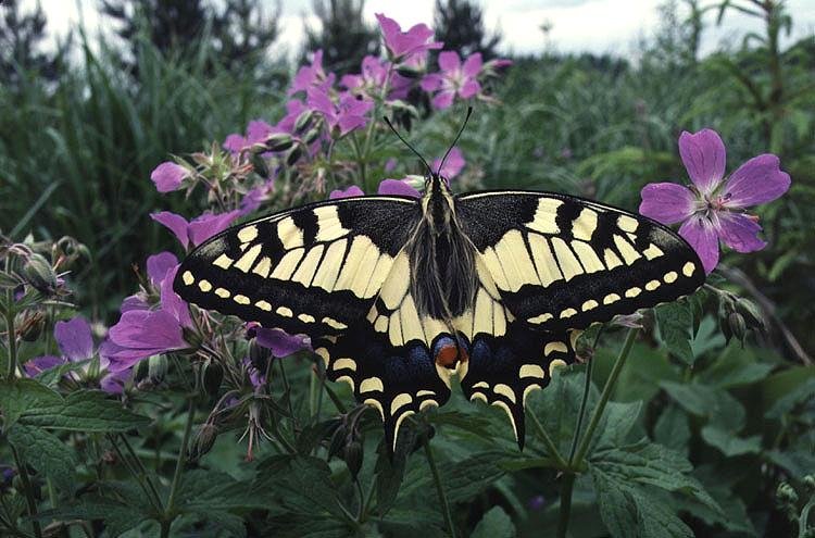 Papilio Machaon. Fotografa de Pertti Pakkanen) sensacional. Esta s a temos en Galicia.