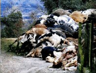Vacas tolas mortas e contaminación do regato de Outariz, afluente do Miño. Ourense. Malditos a xente que non pensa nas consecuencias dunha contaminación galopante.