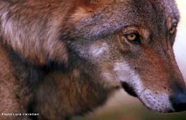 O lobo. Un mamfero que debramos conservar.