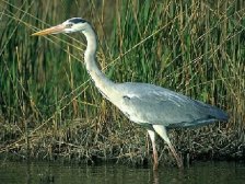 A garza. Actualmente hai moitas no Mio.