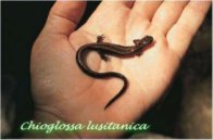 A saramaganta galega é a nosa xoia natural.