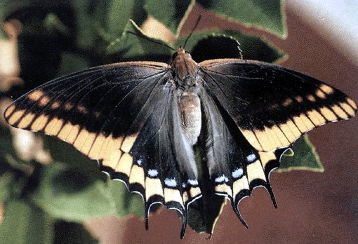 Charaxes Jasius.