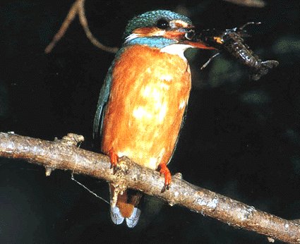 Fotografa  de Manuel Dominguez, sacadq da revista Natura Febreiro 2001.