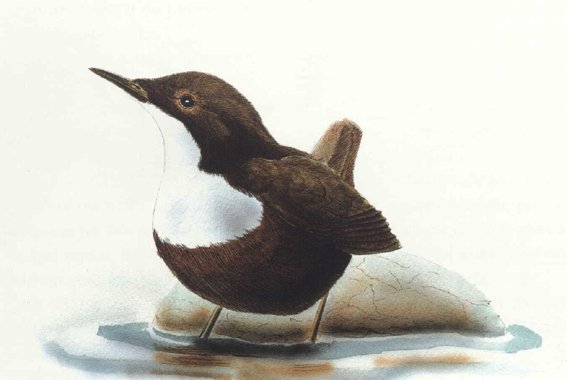 Dibuxo de Barcala. Libro a Natureza Galega.
