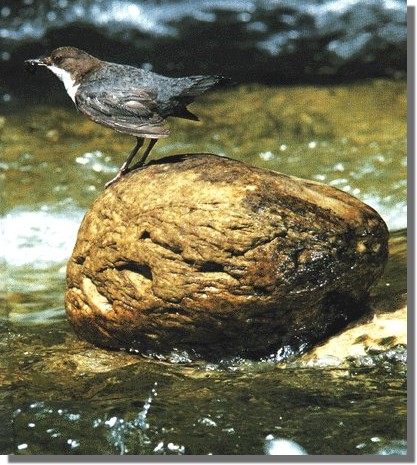 Fotografía Carlos Sanz, revista Natura Febrero 2001.