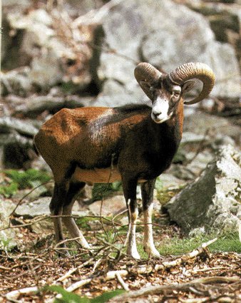 Muflón