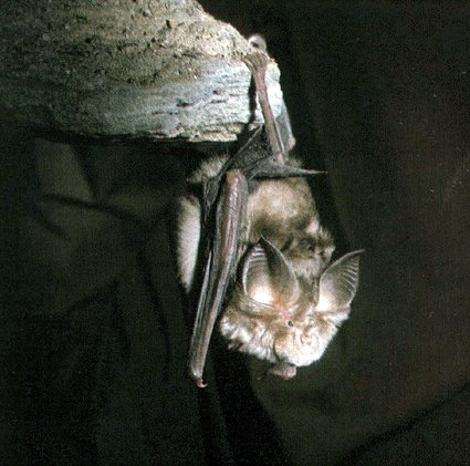 Morcego de ferradura.