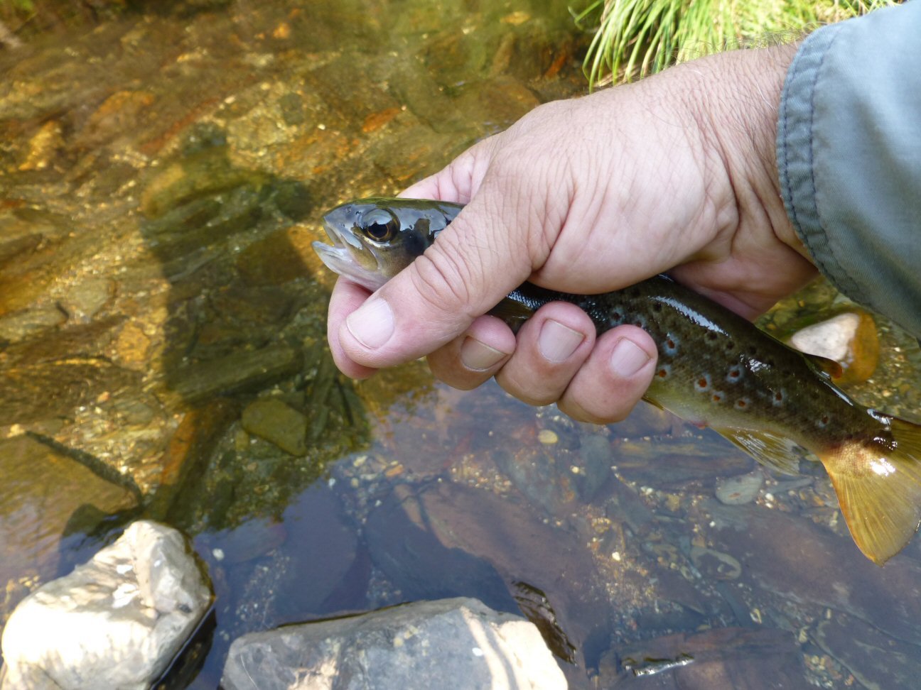 anicatroitaquedebaquedarnoroporsupostodevolvinaoroparachorar07092012.jpg