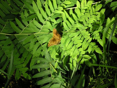 O que se coece mase. O que se ama non se lle fai dao. Cuidase. Conservar a natureza e outro dos deberes ineludibles dun bon pescador.