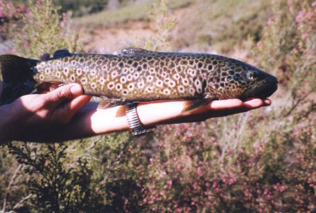 As veces a pesca depara estas troitas dunha librea que parecen xoias autnticas. Rio Cenza. Vilario de Conso. Ourense.