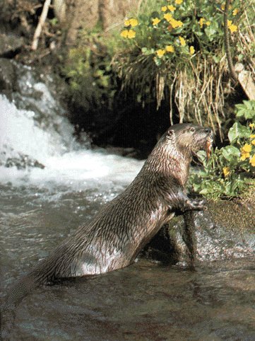 A lontra comendo un peixe.