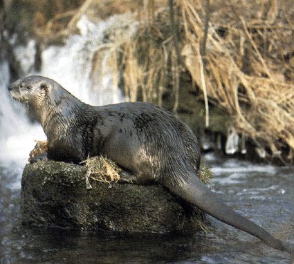 A lontra observando o panorama.